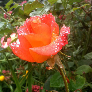 Meet your Posher, Jami